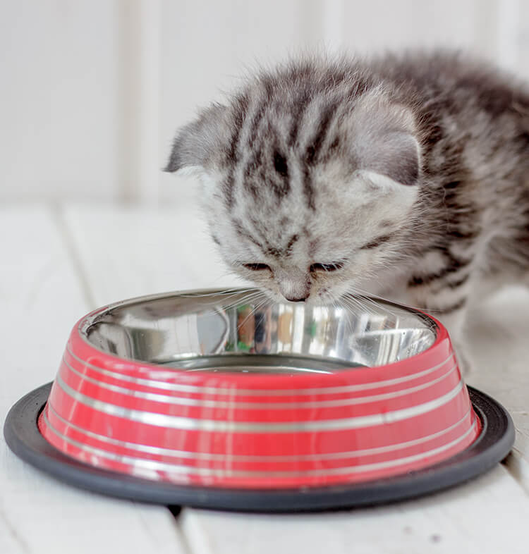 Alimentation whiskas