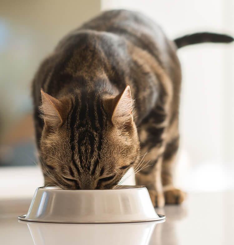 Alimentation whiskas