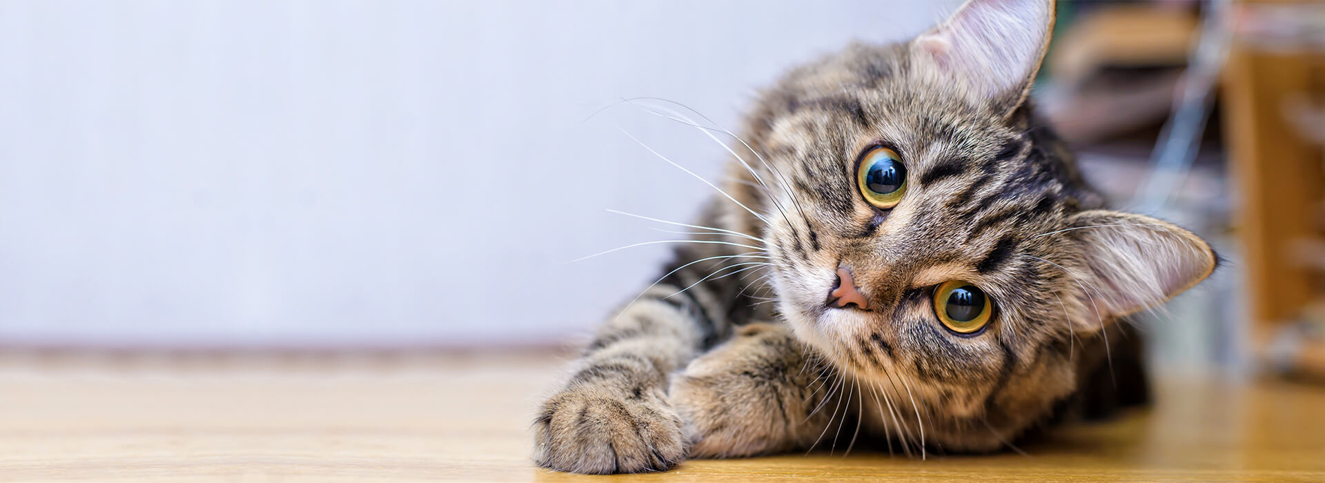 Le language des chats