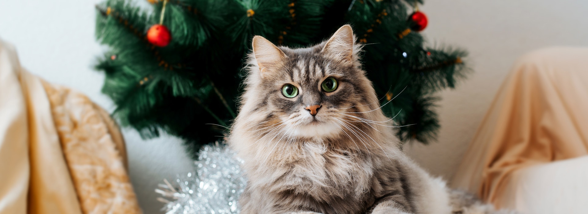 aliment-dangereux-pour-les-chats-noel-une-periode-a-risque.jpg
