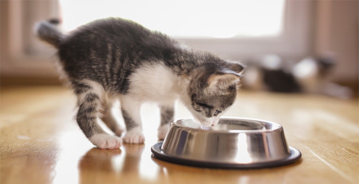 alimentation-Chaton-les-nutriments-essentiels.jpg
