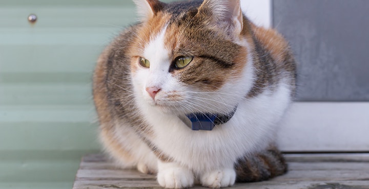 geolocalisation-chat-puce-electronique-ou-transpondeur.jpg