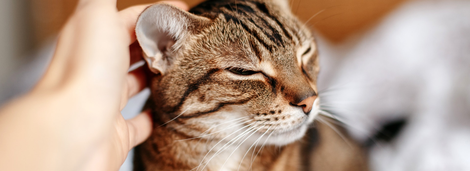 La saison des amours chez le chat