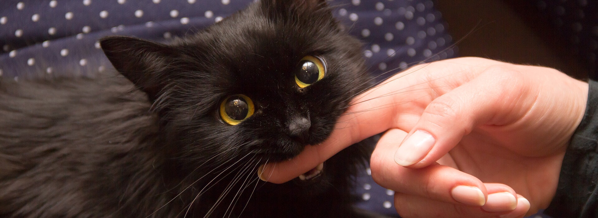 Un chat noir aux grands yeux jaunes mordille le doigt d'une personne de manière ludique.