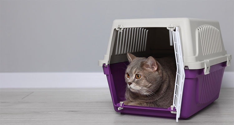 british shorthair cat sitting in a purple cat carrier