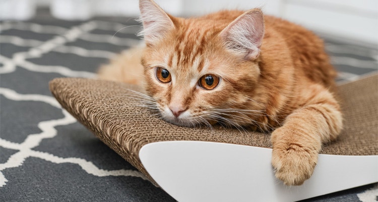 Le stress chez le chat : symptômes, causes et solutions