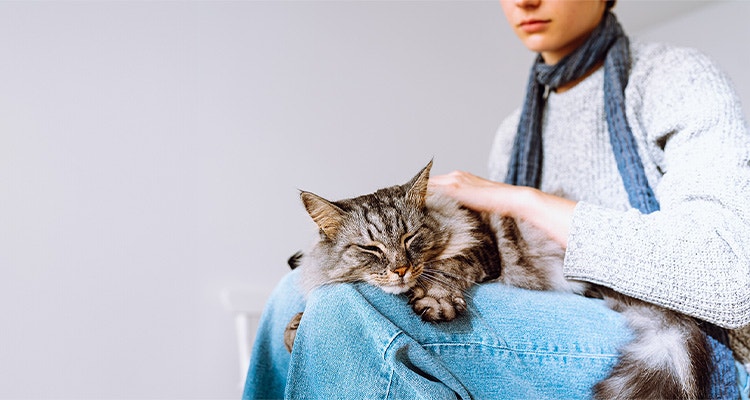 Mon chat ne ronronne pas : raisons et solutions pour comprendre ce comportement