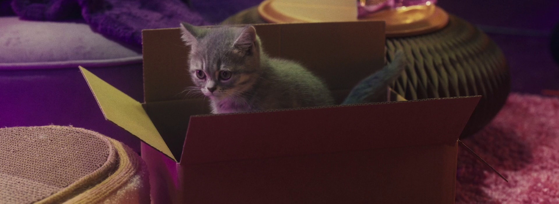 Accueillir un chaton