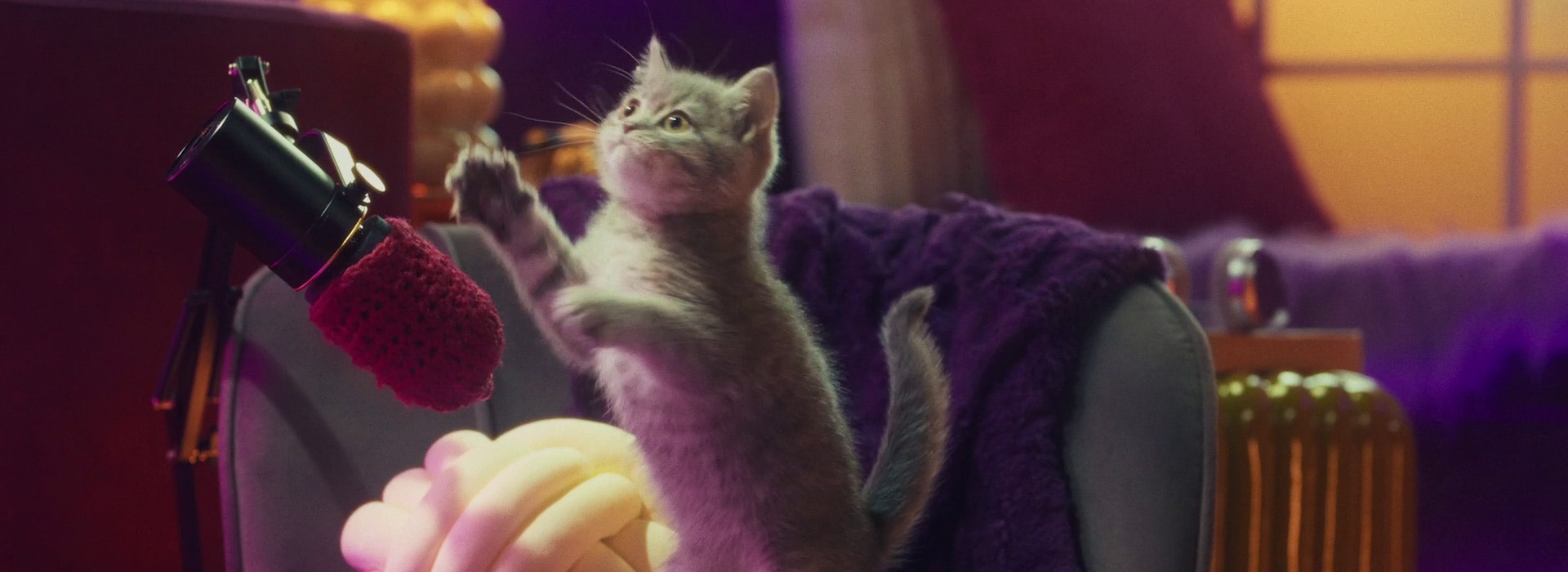 Chat qui miaule : Comprendre les raisons et significations