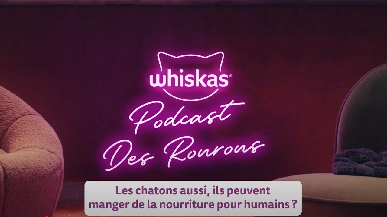 Les chatons peuvent-ils manger de la nourriture humaine ?