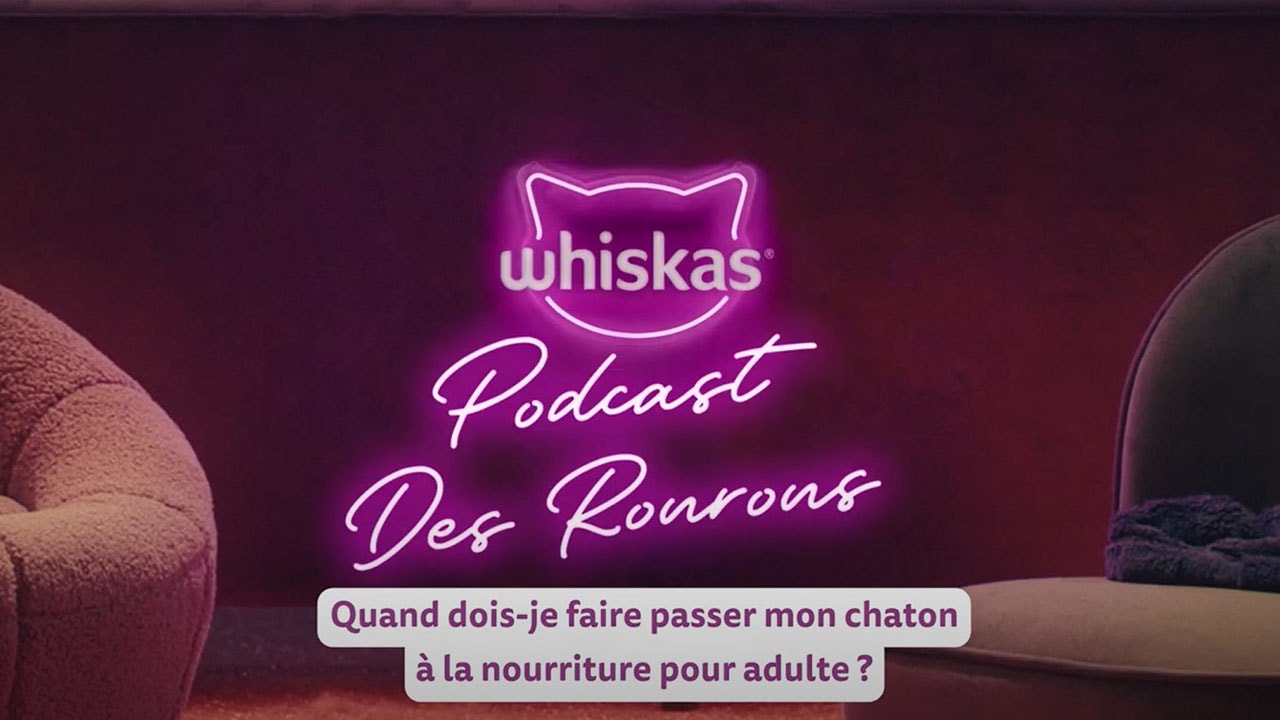 Nourrir un chaton - Une transition en douceur