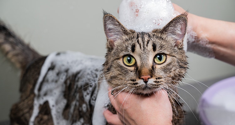 Chat tigré brun en train d’être lavé, recouvert de mousse de savon, tenu et lavé par une personne.