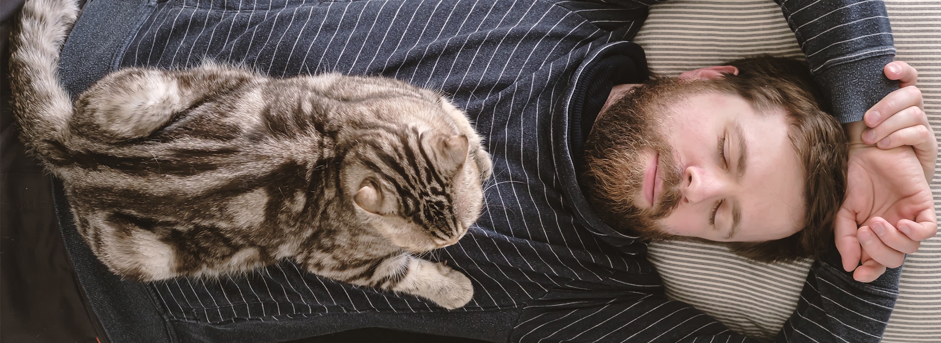 Chat dormant sur son propriétaire