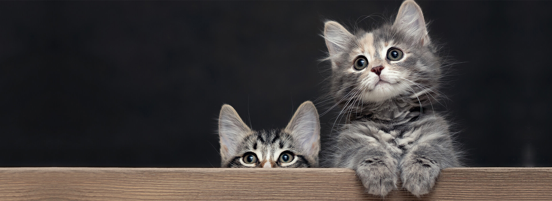 Accueillir un chaton