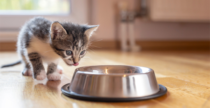 Chaton-alimentation-un-plaisir-sans-cesse-renouvele-pour-un-Chaton.jpg