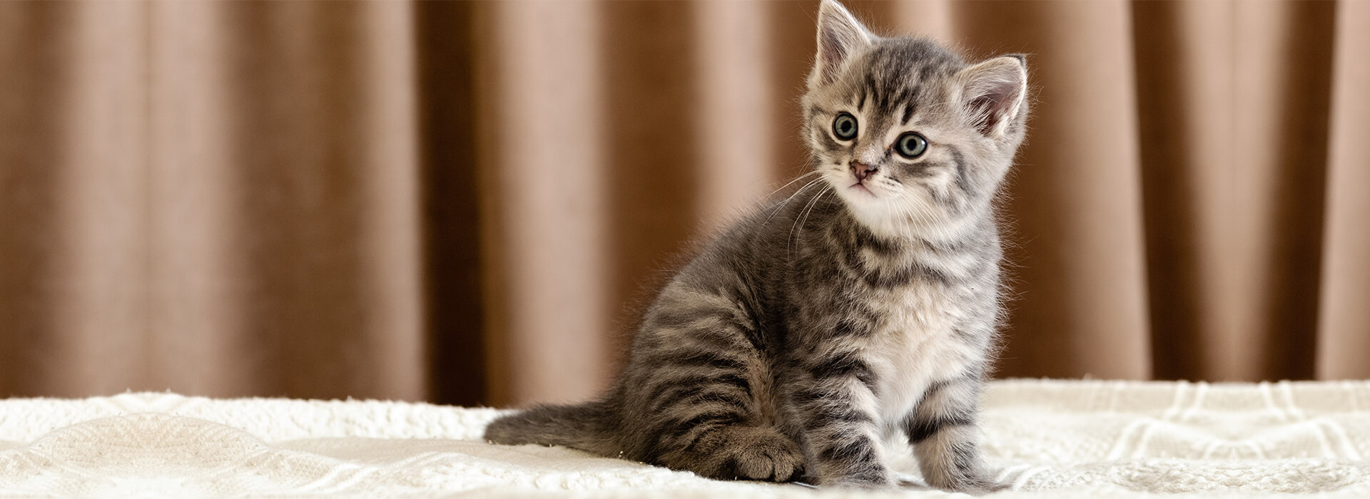 chaton whiskas