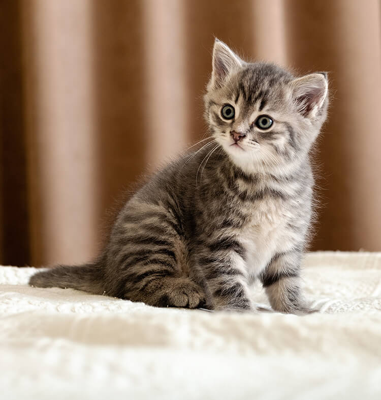 chaton whiskas