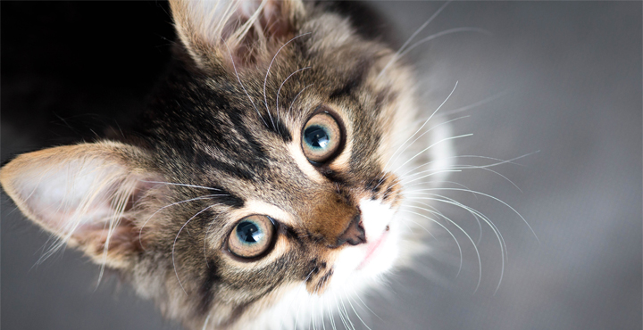 a-quel-age-un-Chaton-devient-un-chat.jpg