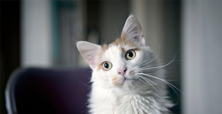 aider-votre-chat-a-bien-vieillir.jpg