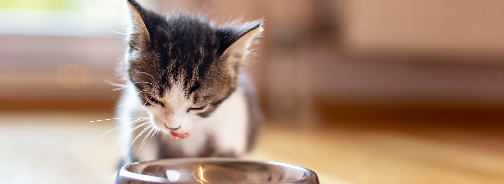 alimentation-du-Chaton-besoins-nutritionnels.jpg