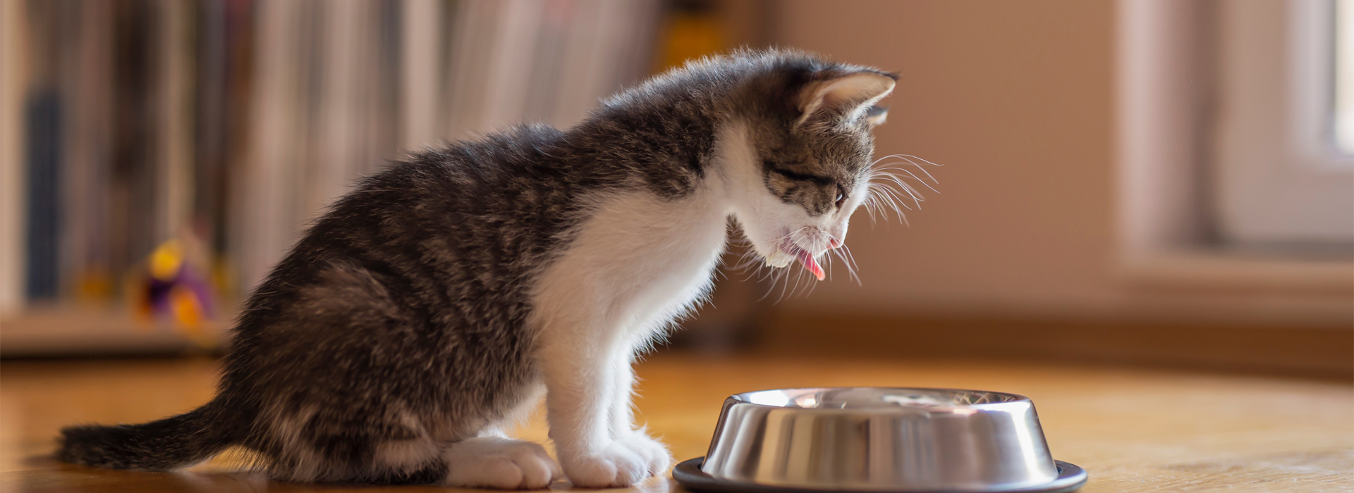 alimentation-du-Chaton-conseils-pratiques.jpg