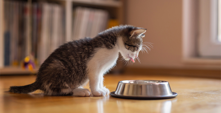 alimentation-du-Chaton-conseils-pratiques.jpg