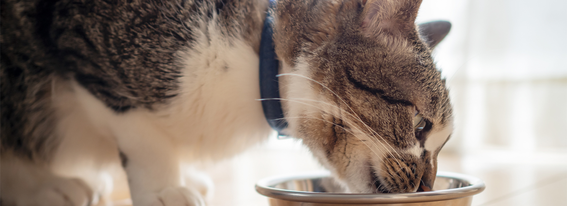 alimentation-du-chat-dinterieur.jpg