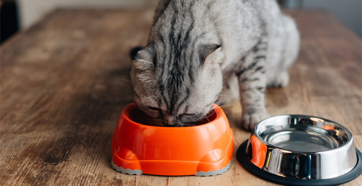 alimentation-equilibree-pour-le-chat-nos-conseils.jpg