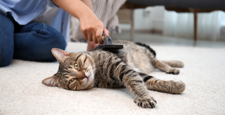 brosse-et-manucure-du-chat-la-trousse-de-soin-de-votre-chat.jpg