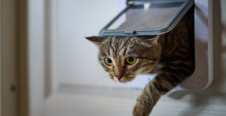 chat-a-linterieur-ou-a-lexterieur.jpg