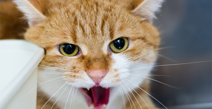 chat-agressif-les-differentes-formes-daggressivite-chez-le-chat.jpg