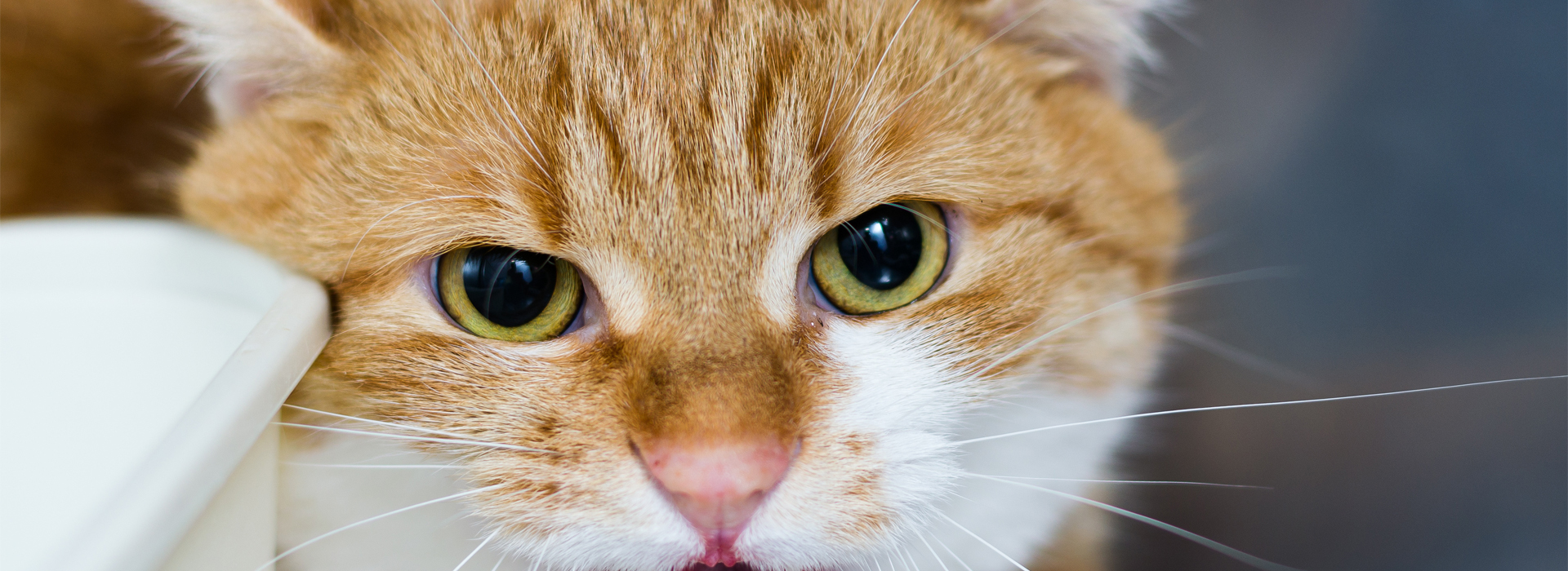 chat-agressif-les-differentes-formes-daggressivite-chez-le-chat.jpg