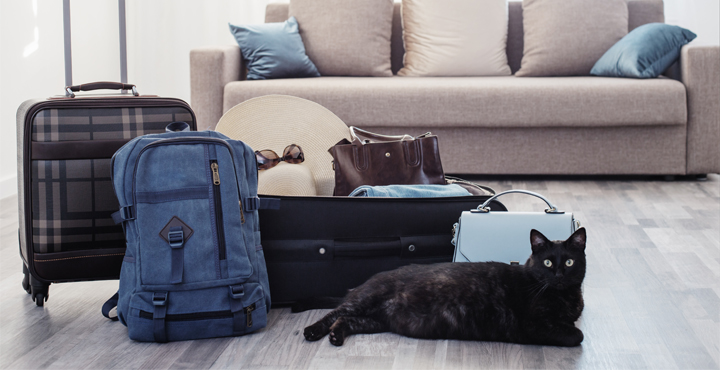 chat-en-vacances-changer-son-regime-alimentaire.jpg