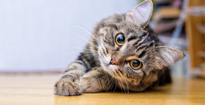 chat-qui-ronronne-pourquoi-un-chat-ronronne.jpg