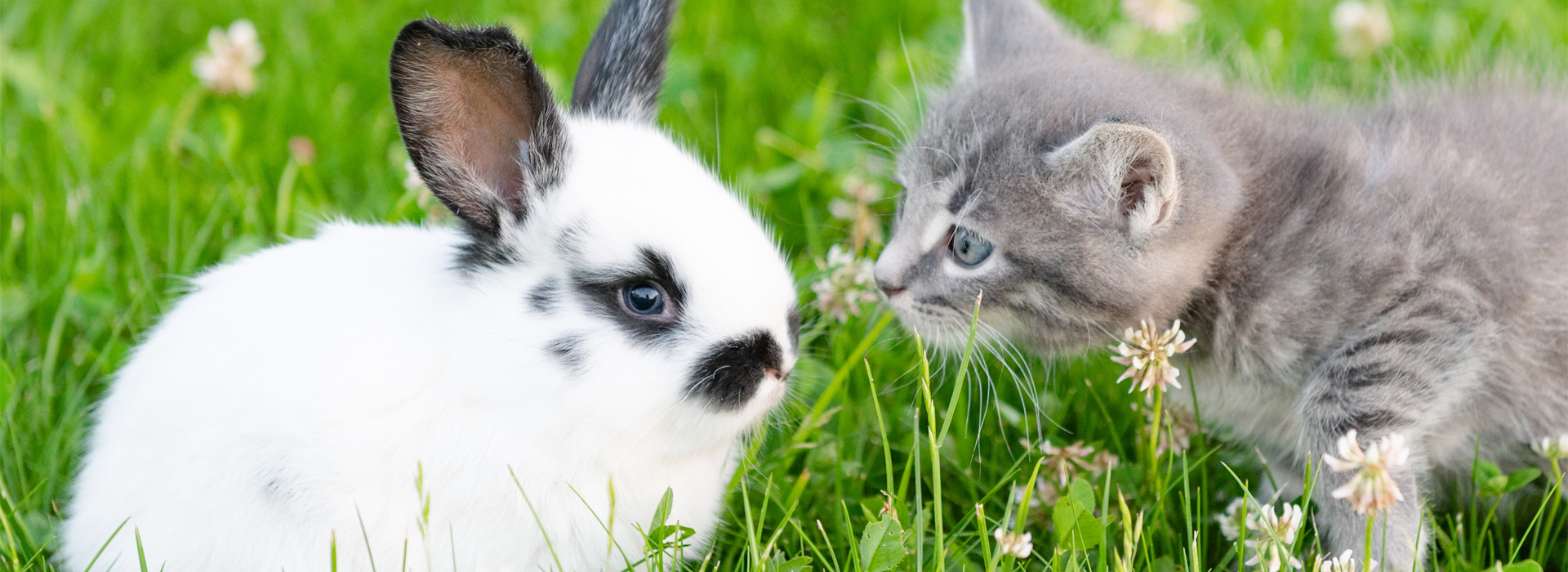 cohabitation-chat-and-autres-animaux-nos-conseils.jpg