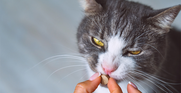 comment-administrer-un-medicament-a-mon-chat.jpg