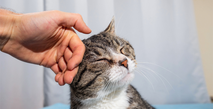 comment-caresser-un-chat.jpg