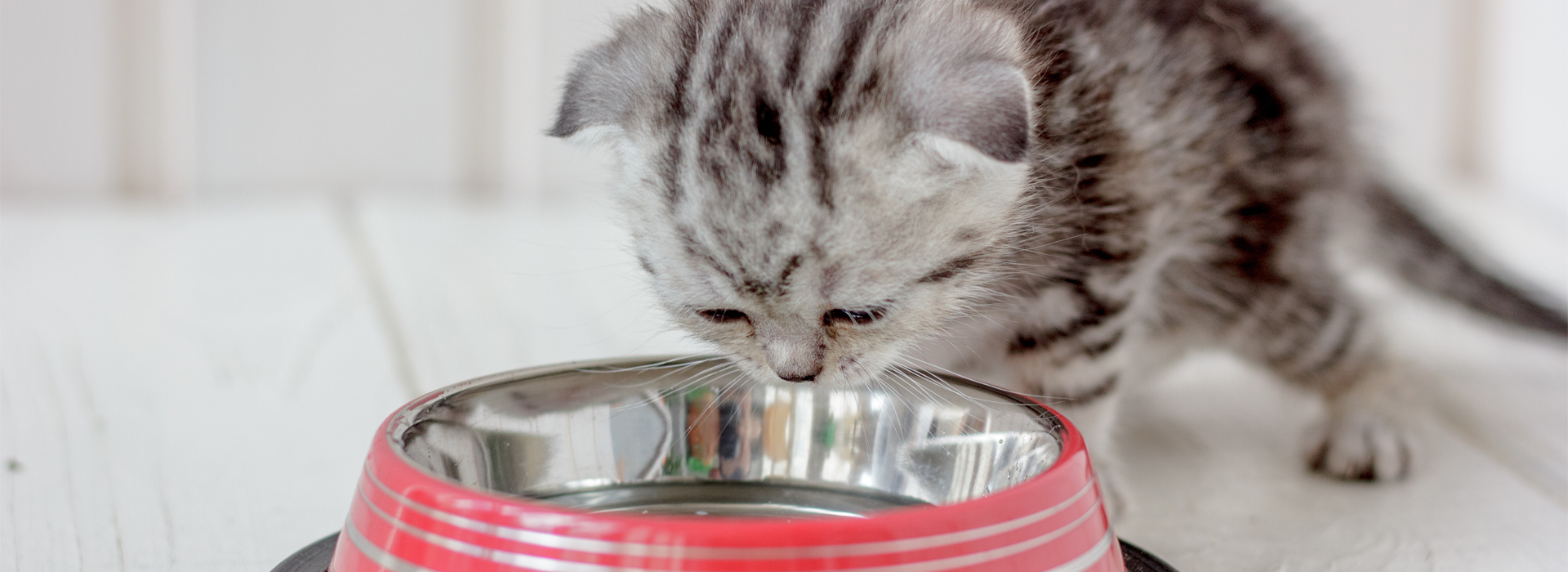 comment-faire-boire-un-Chaton-les-Chaton-et-leau.jpg