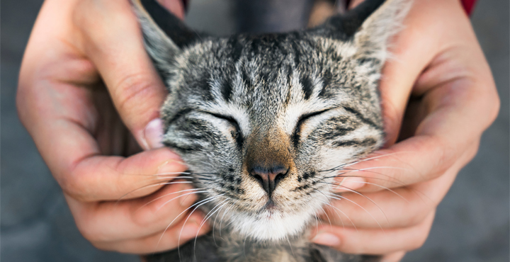 comment-savoir-si-mon-chat-est-heureux.jpg