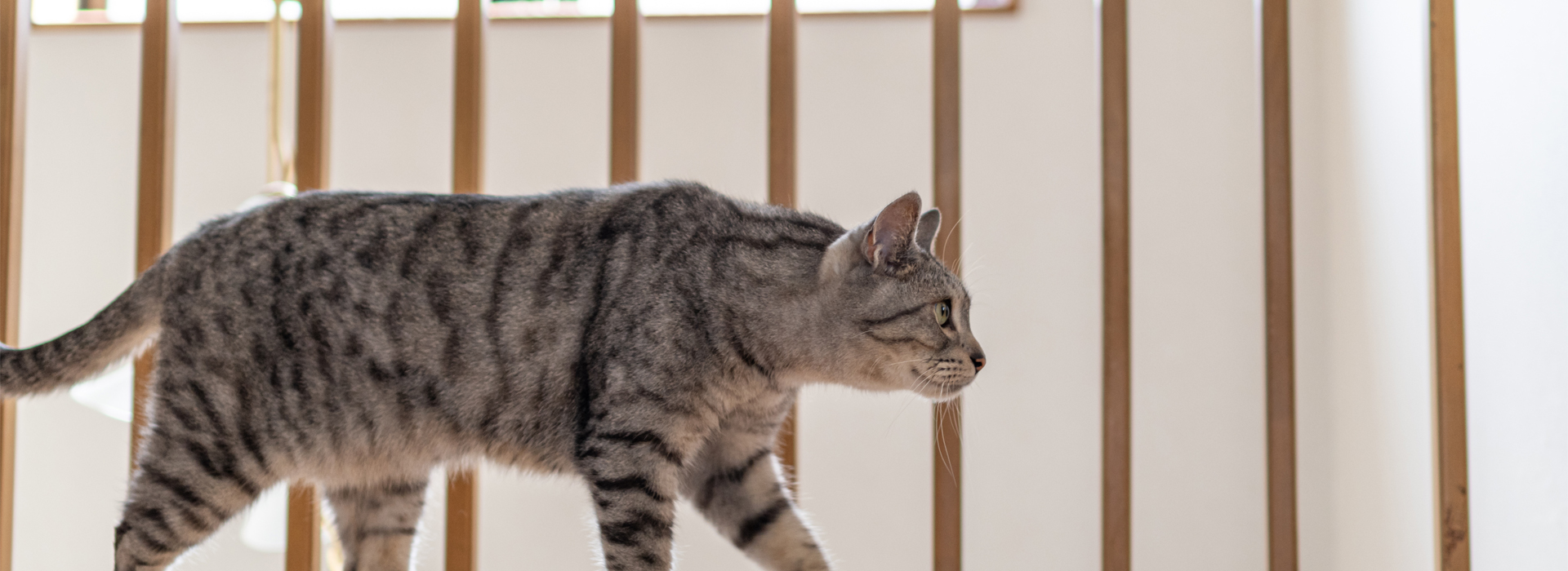 comportement-du-chat-comprendre-le-chat.jpg