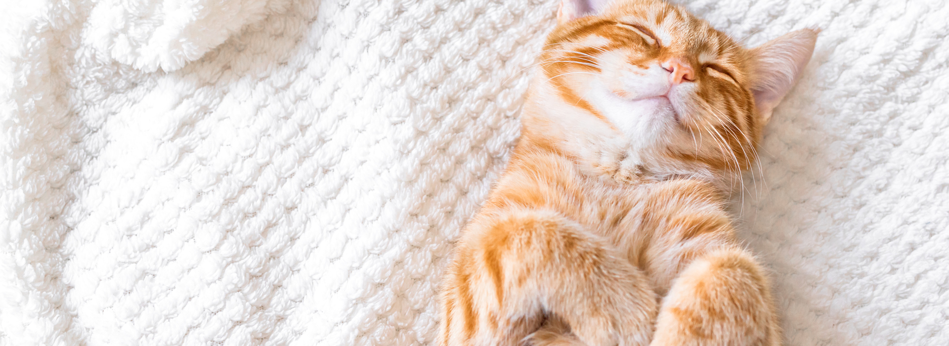 comprendre-le-sommeil-de-votre-chat.jpg