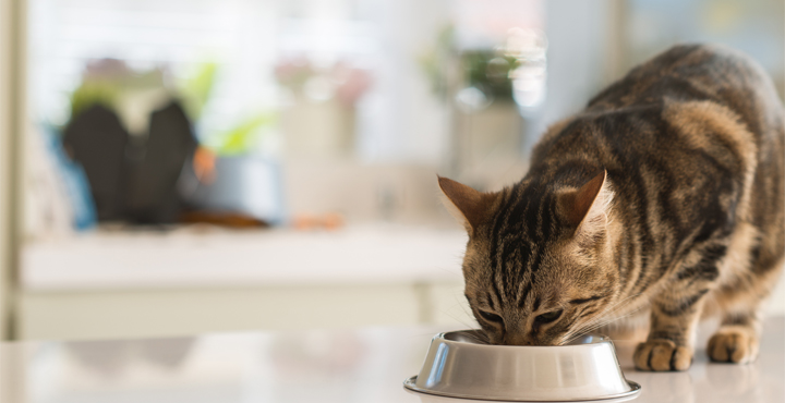 conseils-alimentation-chat-senior.jpg