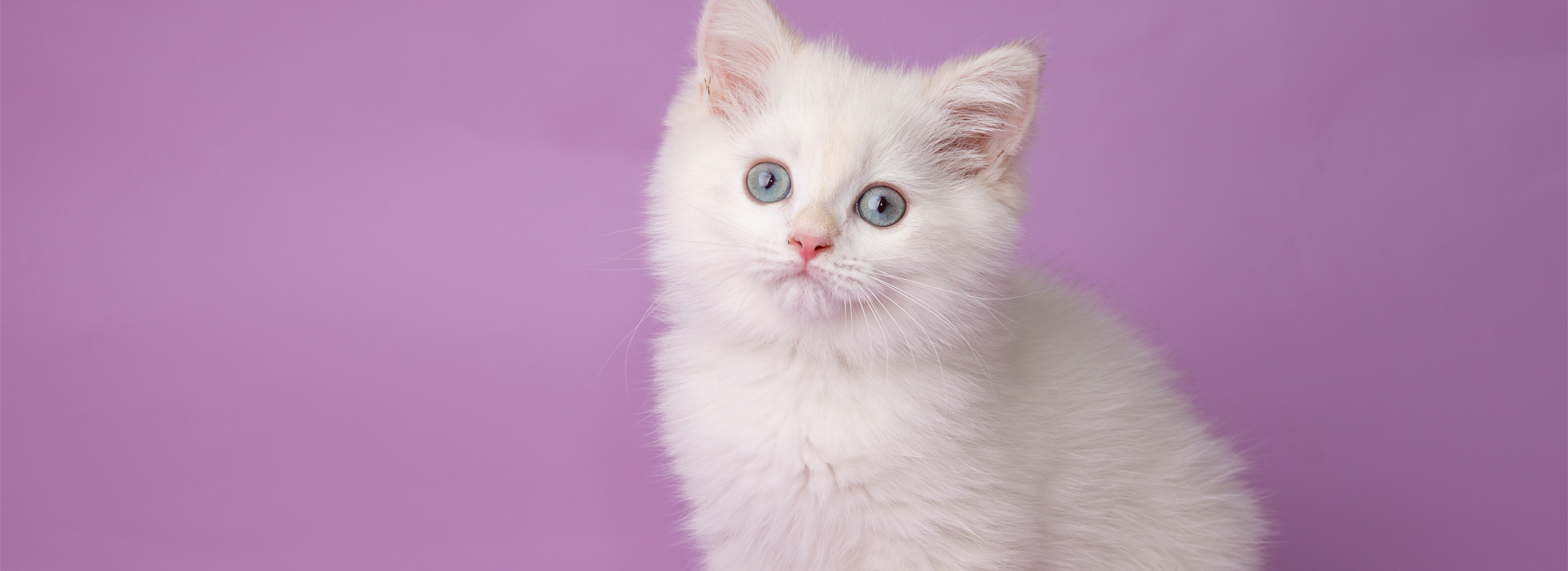 du-reconfort-pour-votre-Chaton.jpg