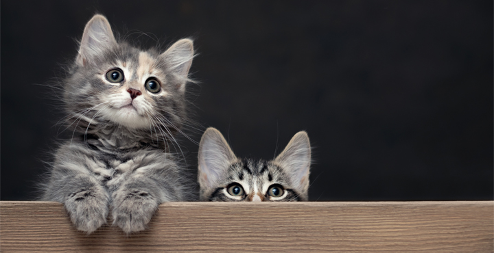 eduquer-son-Chaton-comment-bien-eduquer-son-Chaton.jpg