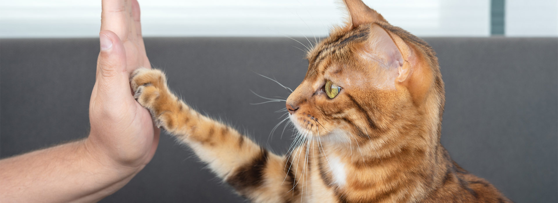 eduquer-son-chat-faire-obeir-votre-chat.jpg