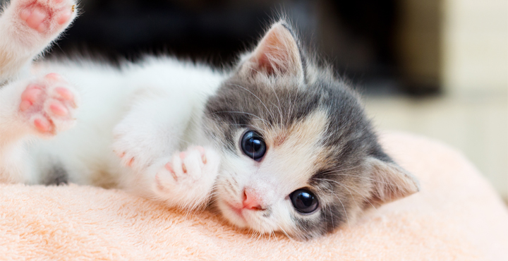 elever-un-Chaton-ses-premiers-mois.jpg