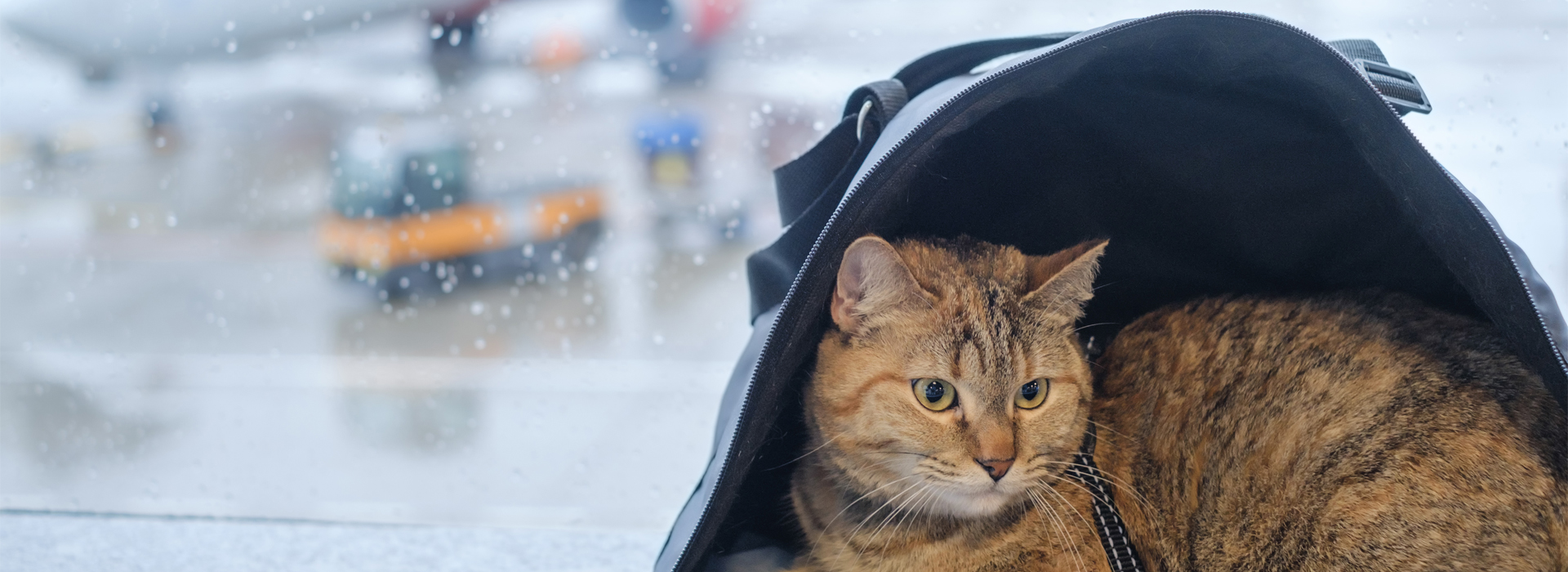 emmener-son-chat-en-vacances-nos-conseils.jpg