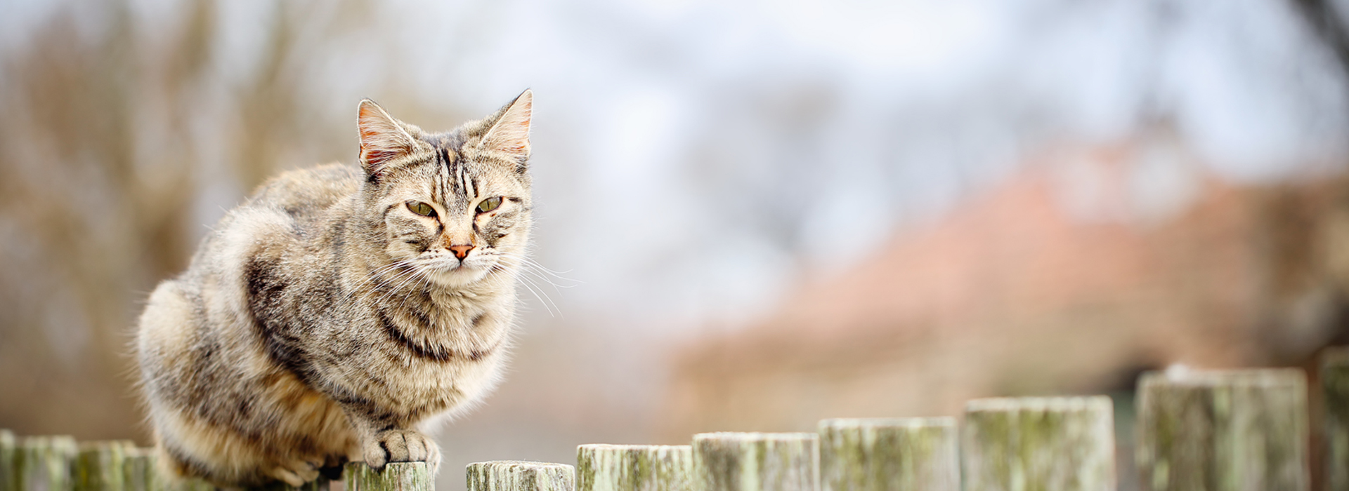 equilibriste-le-chat-pas-toujours.jpg