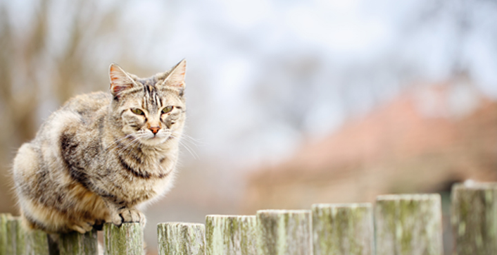equilibriste-le-chat-pas-toujours.jpg