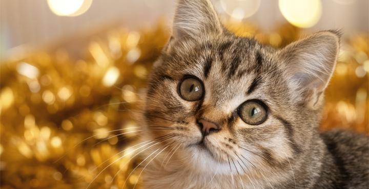 fetez-le-reveillon-avec-votre-chat.jpg